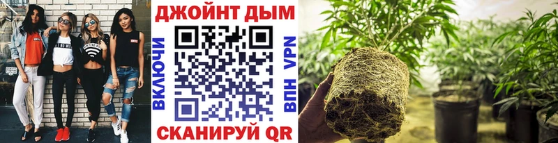 где купить наркоту  Городовиковск  Конопля MAZAR 